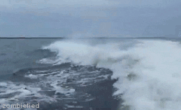 crash dolphin GIF