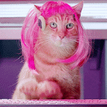 Cat Chatting GIF - Find & Share on GIPHY