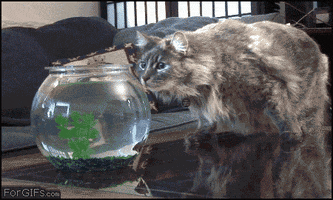 Cat Fish GIF