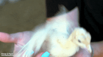 200.gif?cid=fc005b08425edde69ac5bd389c072baa6436c1bededeee76&rid=200.gif&ct=g
