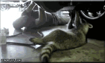 Raccoon Critter GIF by Cheezburger - Find & Share on GIPHY