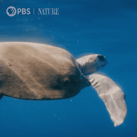Explore Pbs Nature GIF by Nature on PBS
