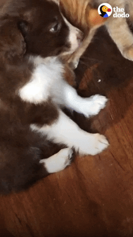 Cat Dog GIF by The Dodo