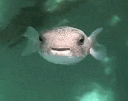 Water Smiling GIF