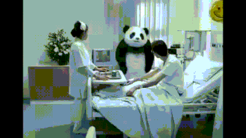 panda caregiver GIF