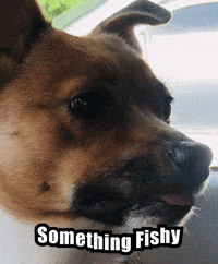 Stinky Fish GIFs - Find & Share on GIPHY