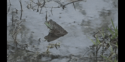 Water Frog GIF by DIIMSA Stock