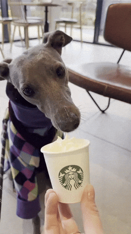 Greyhound GIF