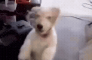 Gog GIF