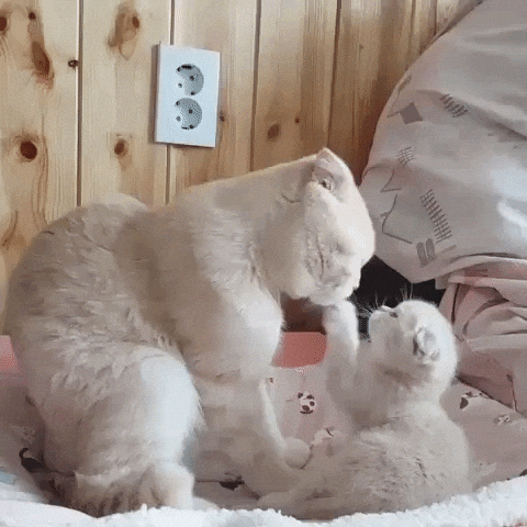 https://media1.giphy.com/media/vtEdMQa0lx6O4/giphy.gif