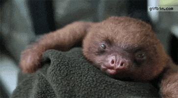sloth lol GIF