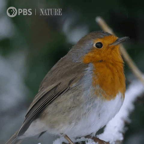 Snow Sing GIF by Nature on PBS