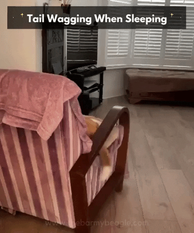 Beagle GIF