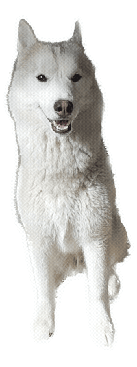 Animated Sticker