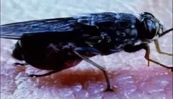 Tsetse Fly GIF