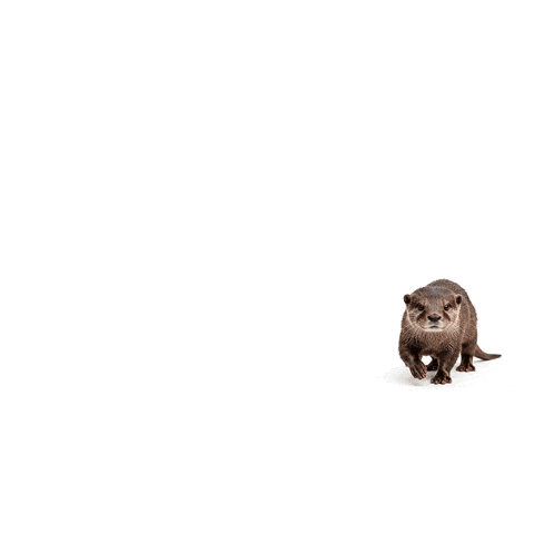 Nutria GIF by ecoembes