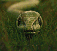 Snake-strike GIFs - Get the best GIF on GIPHY
