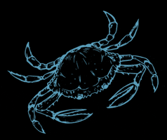 Cromer Crab GIF by No1 Cromer