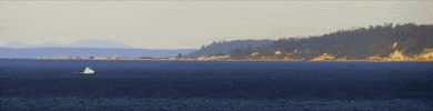Tide GIF