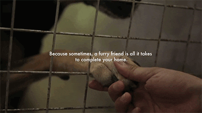 Stray Dogs Dog GIF by HuffPost - Find & Share on GIPHY