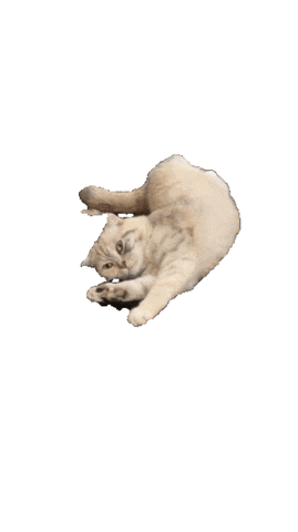 Cat Sticker