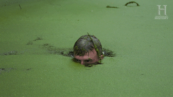 history channel swamp GIF by HISTORY UK