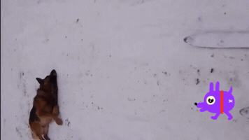 Dog GIF
