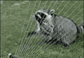 https://media1.giphy.com/media/vzkSu4oe620Tu/200.gif#31