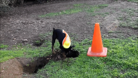 Truly. dog construction worker dog costume GIF