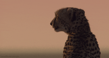 african cats cheetah GIF by Head Like an Orange