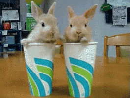 bunnies cups GIF
