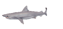 Shake It Shark Sticker by Zacxophone