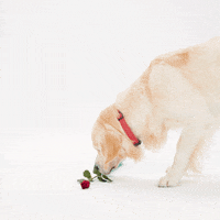 Valentines Day Love GIF by Petsure UK