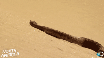 slither discovery channel GIF