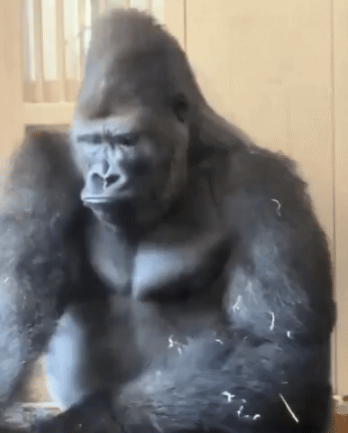 Meme GIF
