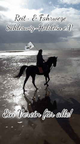 pferd strand reiten schleswig-holstein reitwegesh GIF