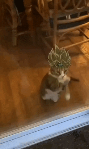 Muda GIF