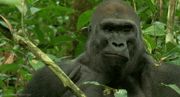 Life Gorilla GIF