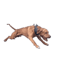 Pitbull Apbt Sticker by Chico Lopez