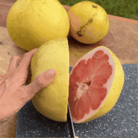 Citrus Pomelo GIF by Miami Fruit