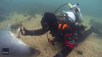 'More Than Words': Diver Wowed as Seal Clasps His Hand