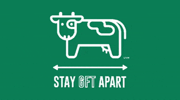 Cow Uvm GIF by University of Vermont