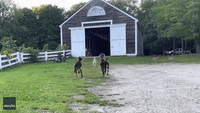 They've Got Hooves! Playful Goats 'Dance' on Their Hind Legs