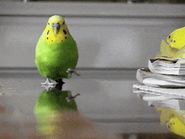 Dance Bird GIF