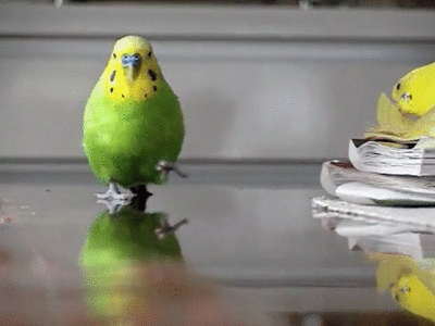 Image result for bird gif