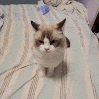 Boom Boom Cat GIF