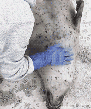 part creatures GIF