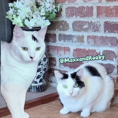 Have A Beautiful Day GIF