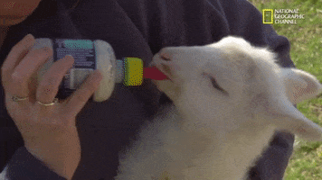 The Incredible Dr Pol Lamb GIF by Nat Geo Wild