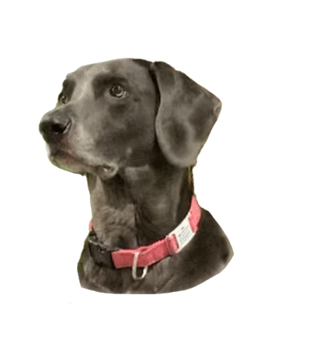 Happy Dogs Sticker by Syzygy Events